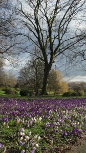 Crocus in full bloom