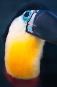 The Toucan has shares it's name with a type of  road crossing