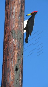 The Black woodpecker decoy is installed to scare off real woodpeckers