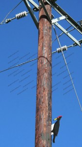 Black woodpecker decoy fixed to electricity pole
