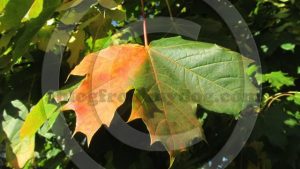 Autumn colours arrive in Cumbria