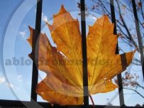 An autumn leaf trapped