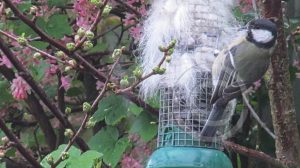 Garden birds gather our fluff for their nests