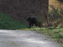 What appears to be a lost or missing black dog